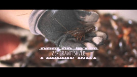 shipping live crawfish