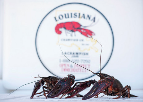 Crawfish-Comparison-Spotlight-1