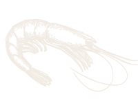 Shrimp