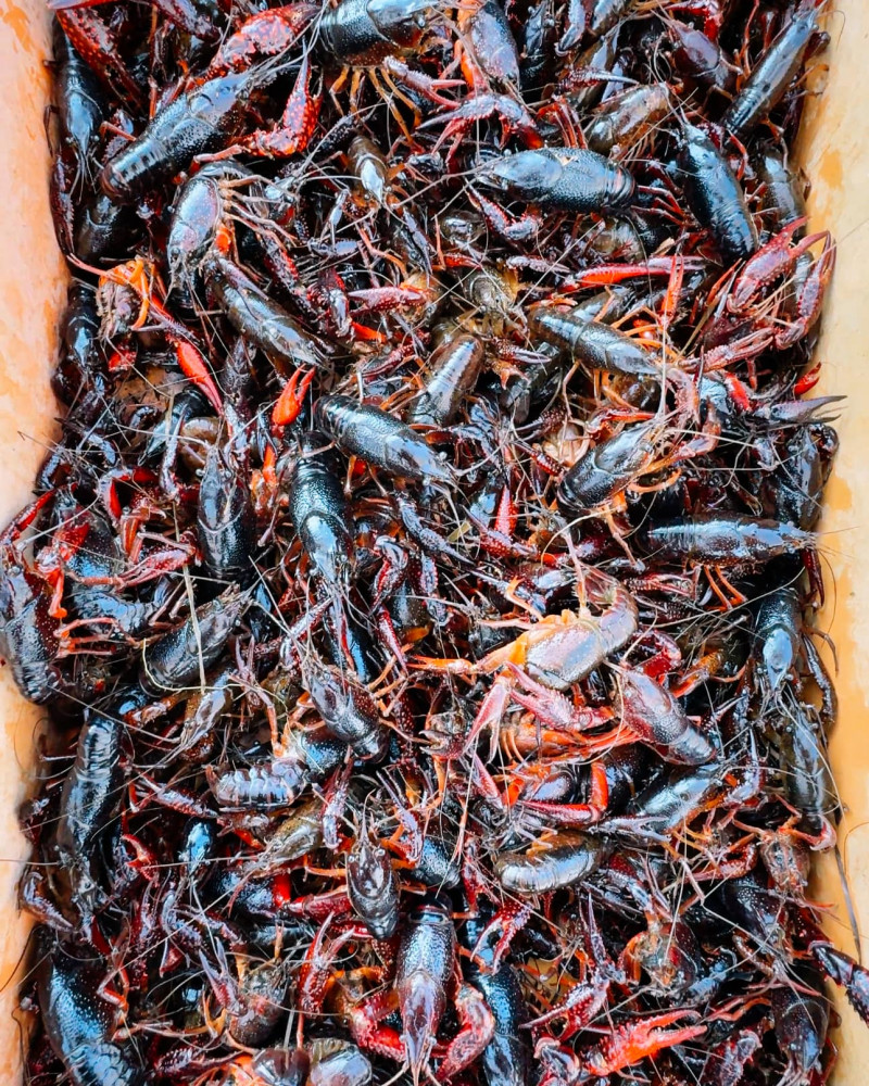 471608882_1010307767809284_2237085258065292485_n