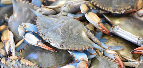 ponchatrain-blue-crab-select-live-louisiana-blue-crab-10-19-lbs__65796
