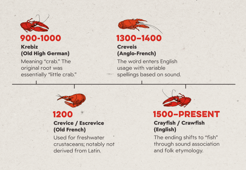 JAN26-Blog-Morphology