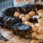 A whole Louisiana skinned alligator served on a wooden board with small rolls and dipping sauces.