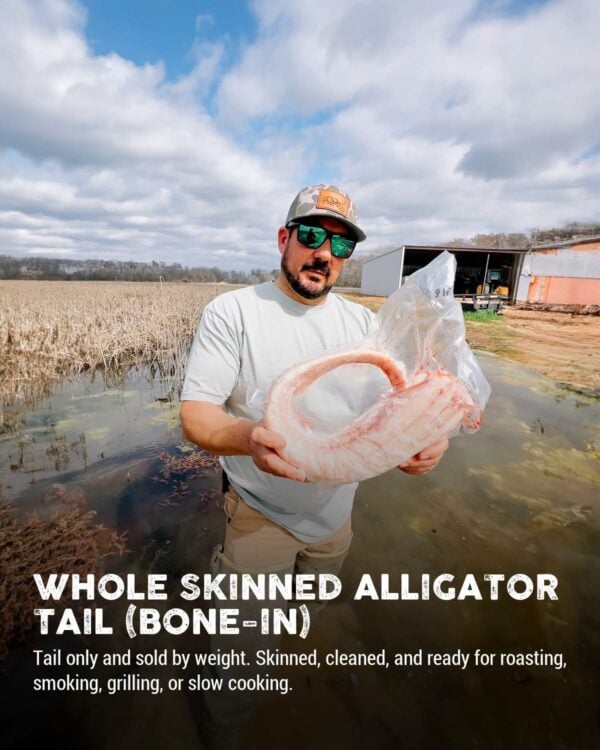 alligator tail in package A man standing in shallow water holds a large, vacuum-sealed, bone-in whole skinned alligator tail.