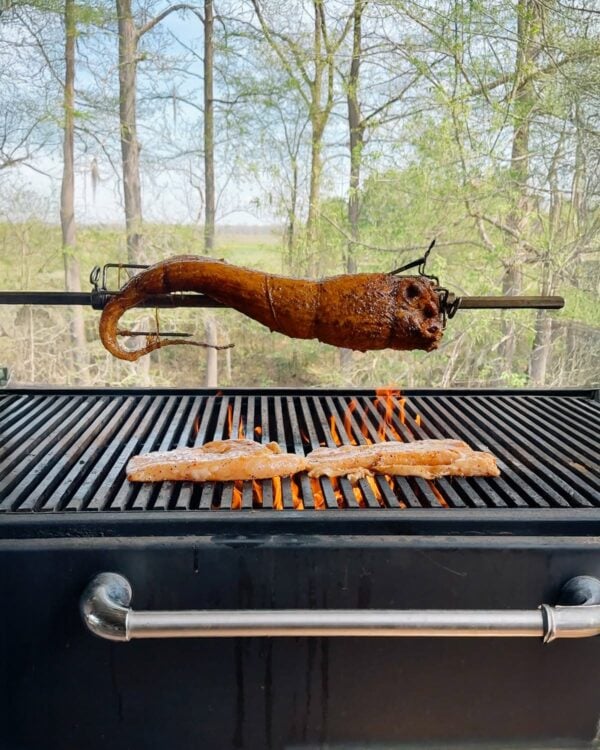 A whole bone-in skinned alligator tail on a rotisserie spit above two fish fillets grilling on a barbecue.