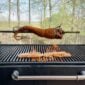 A whole bone-in skinned alligator tail on a rotisserie spit above two fish fillets grilling on a barbecue.