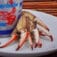 Ponchatrain Blue Crab *Pre-Order* FRESH Premium Louisiana Blue Crab Fingers 16 oz