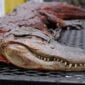 Riceland Whole Skinned Alligator per Pound