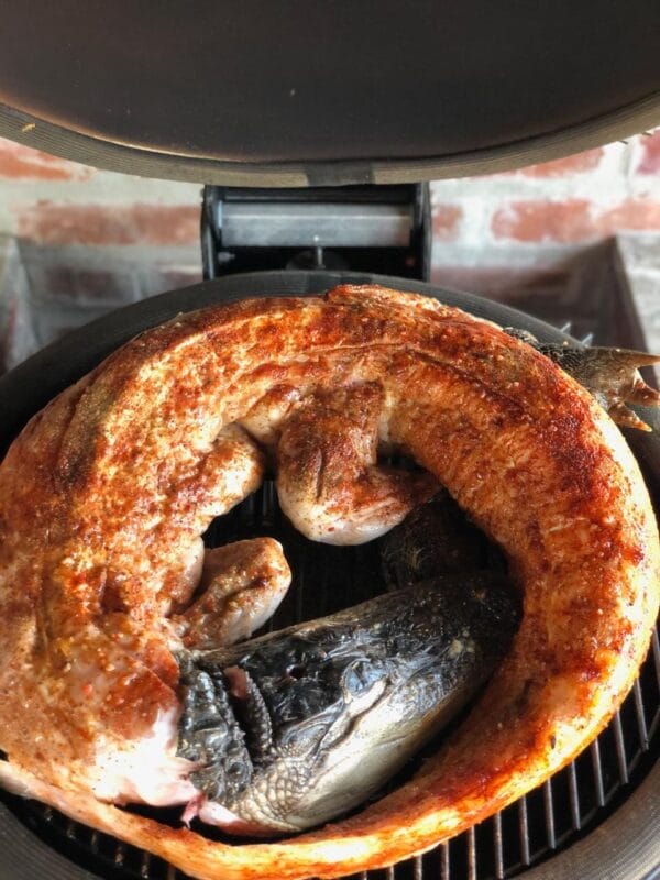 Riceland Whole Skinned Alligator Tail (Bone-In)