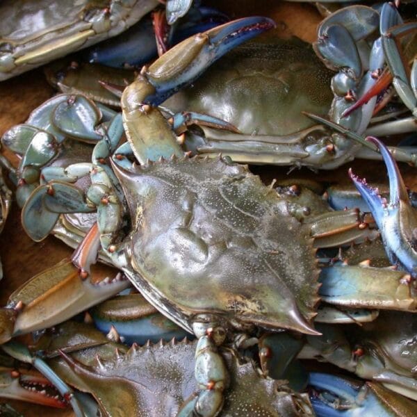 Ponchatrain Blue Crab Jumbo LIVE Louisiana Blue Crabs (10-19 lbs)