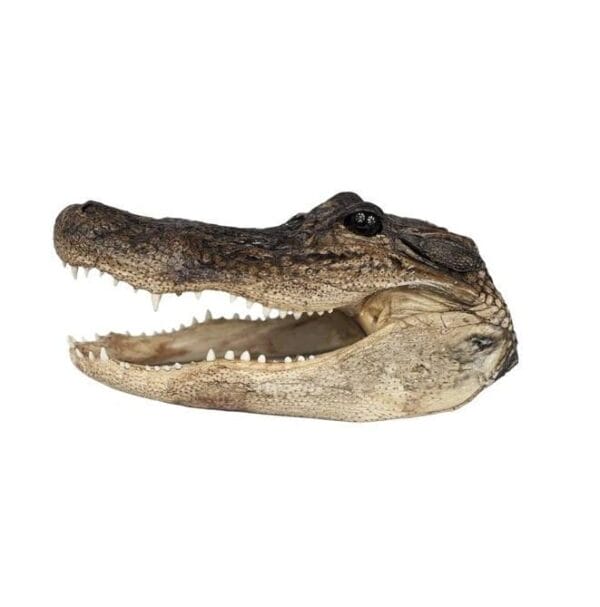 Natural Selection Alligator Head