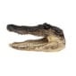 Natural Selection Alligator Head