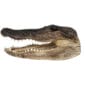 Natural Selection Alligator Head
