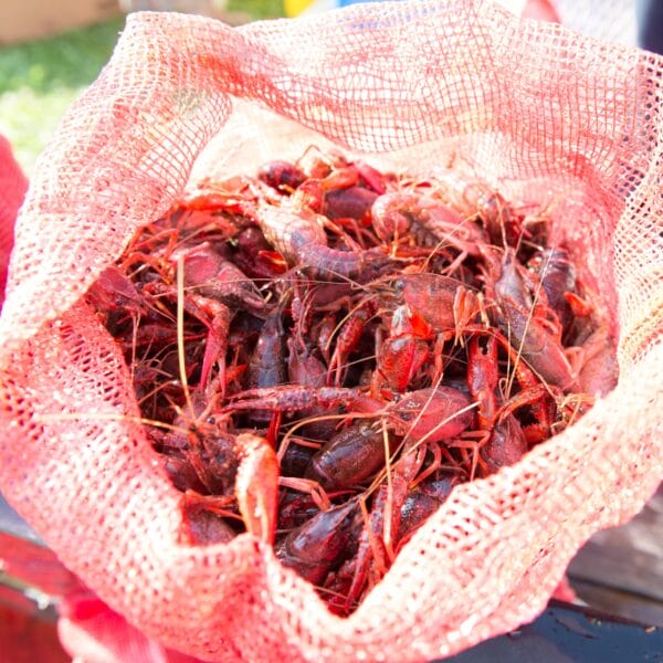 A red mesh Southwest Cargo® Midweek Mudbug Special bag filled with live Louisiana crawfish in bright outdoor sunlight.