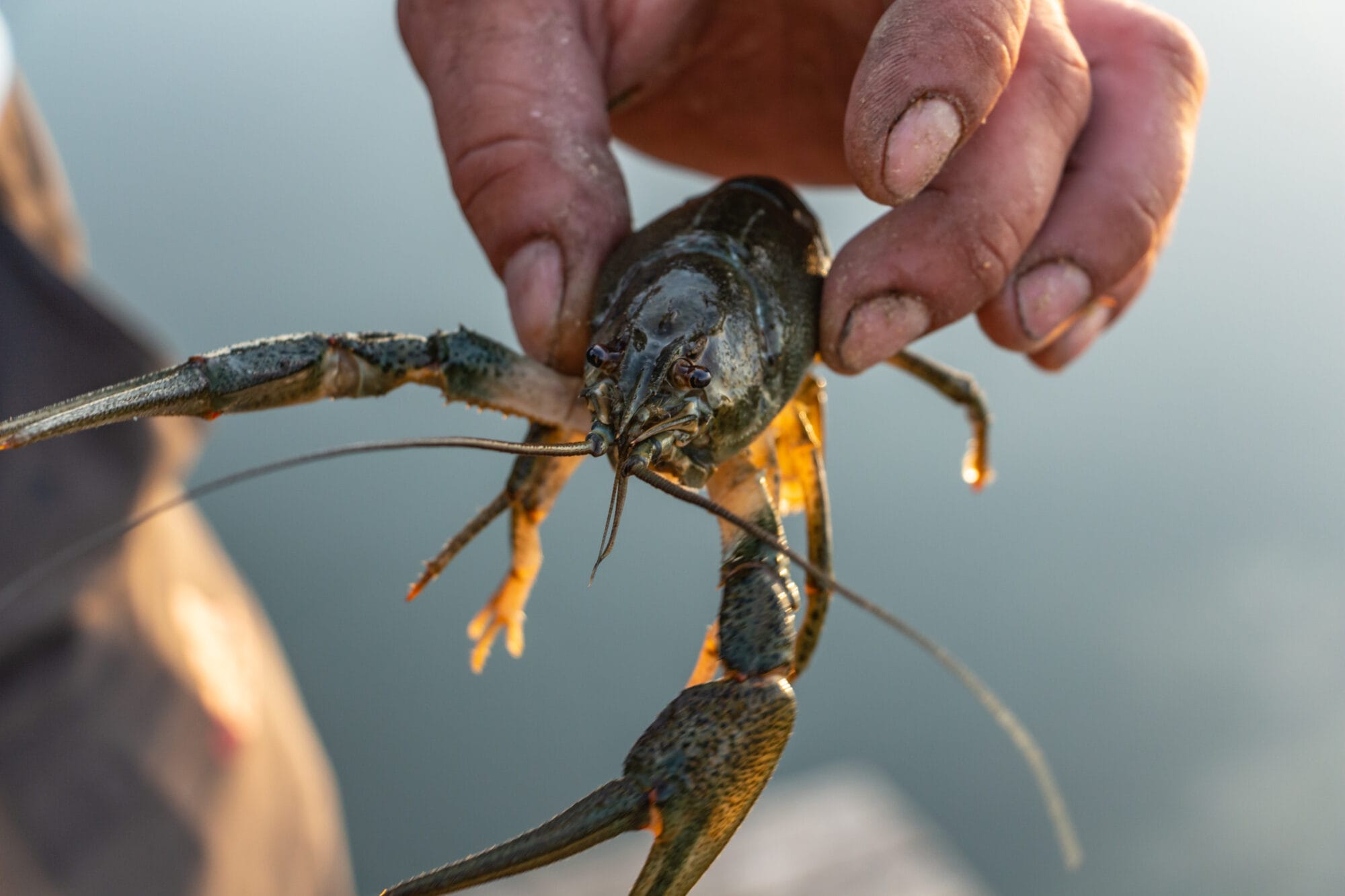 LA Crawfish January 1-4