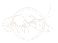 A subtle light brown outline of a Louisiana crawfish with a circular border over its body, set against a white background.