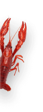 A red Louisiana crawfish with its claws raised sits on the left side against a plain white background.