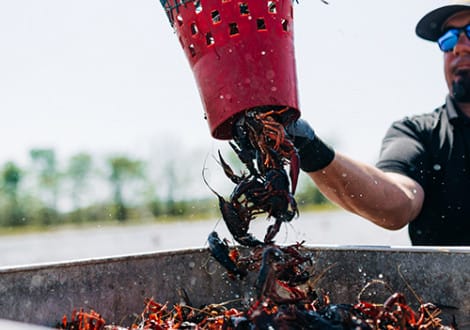 Someone pours live Louisiana crawfish from a red basket into a metal container outdoors on a sunny day.