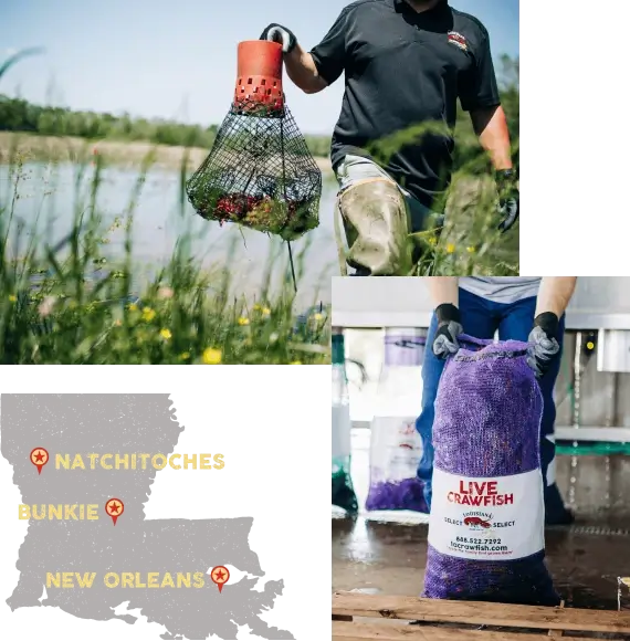 Someone nets Louisiana crawfish; nearby, a state map highlights Natchitoches, Bunkie, and New Orleans.