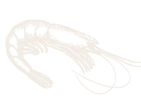 A subtle, pale shrimp outline on a white background suggests Louisiana seafood.