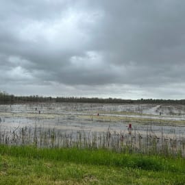 A cloudy sky above a flooded, grassy field with red markers, evoking the look of Louisiana crawfish country.