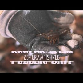 A gloved hand holds a Louisiana crawfish over mulch. Text reads “25+ CRAWFISH/LB.” Shipped nationwide.