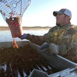 A man in camouflage stands on a sunlit boat, using a wire trap to gather Louisiana crawfish from shallow water.
