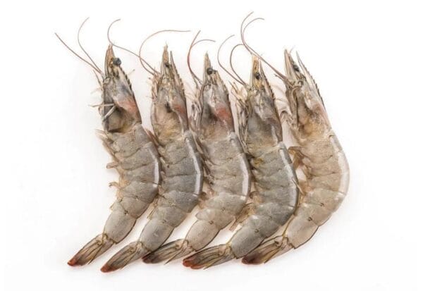 Fresh Anna Marie Gulf shrimp (12-15 count, head on) arranged on a white surface, ideal for Cajun or Louisiana seafood dishes.