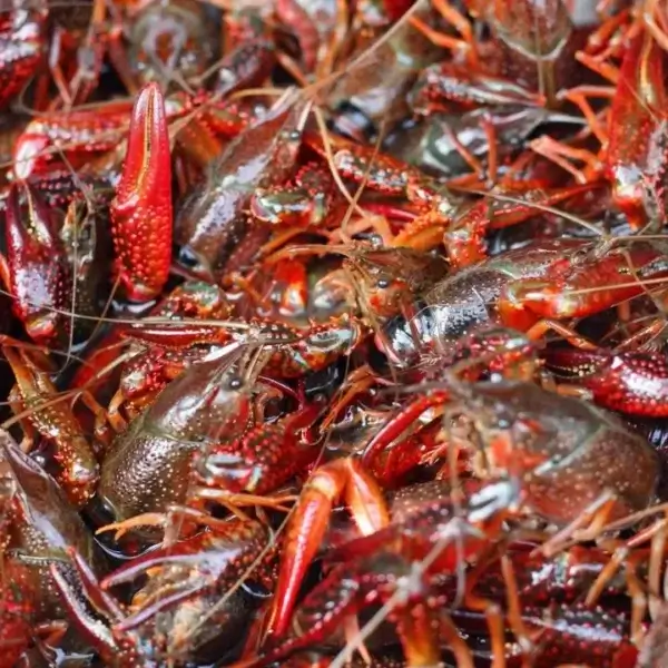 NATCHITOCHES - Local Crawfish Pick Up: Bright red, fresh crawfish ready to enjoy for your next meal.